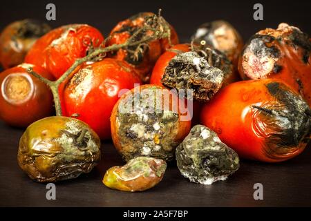 Verschimmelte Tomaten. Lagerung von Gemüse. Ungesunde Lebensmittel. Schimmel auf Gemüse. Verdorbenes essen. Stockfoto