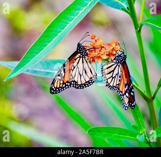 Butterfkies auf Schmetterling Unkraut Stockfoto