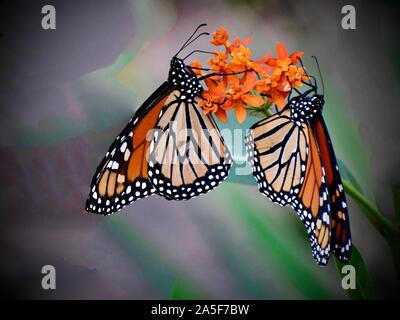 Butterfkies auf Schmetterling Unkraut Stockfoto