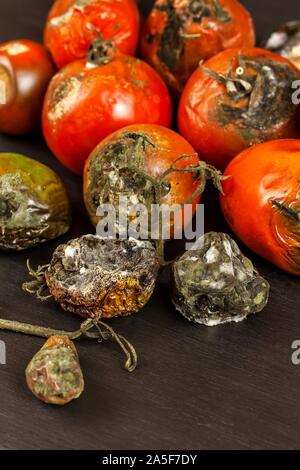 Verschimmelte Tomaten. Lagerung von Gemüse. Ungesunde Lebensmittel. Schimmel auf Gemüse. Verdorbenes essen. Stockfoto