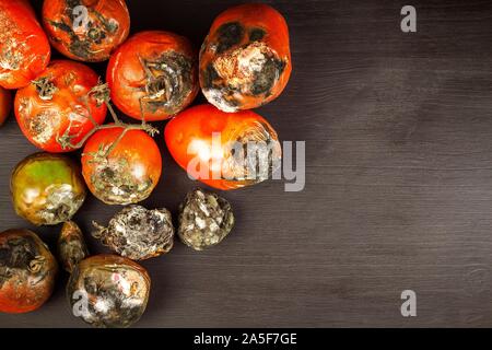 Verschimmelte Tomaten. Lagerung von Gemüse. Ungesunde Lebensmittel. Schimmel auf Gemüse. Verdorbenes essen. Stockfoto