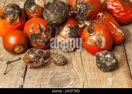 Verschimmelte Tomaten. Lagerung von Gemüse. Ungesunde Lebensmittel. Schimmel auf Gemüse. Verdorbenes essen. Stockfoto