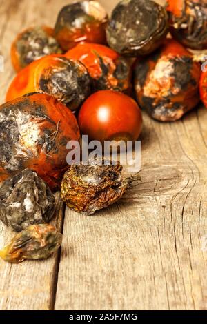 Verschimmelte Tomaten. Lagerung von Gemüse. Ungesunde Lebensmittel. Schimmel auf Gemüse. Verdorbenes essen. Stockfoto