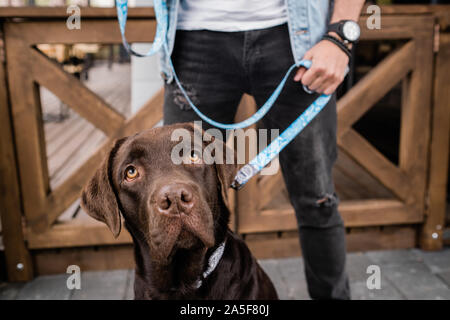 Fang von süßen braunen reinrassige Labrador nach oben vor der Kamera auf dem Hintergrund seines Besitzers holding Leine Stockfoto