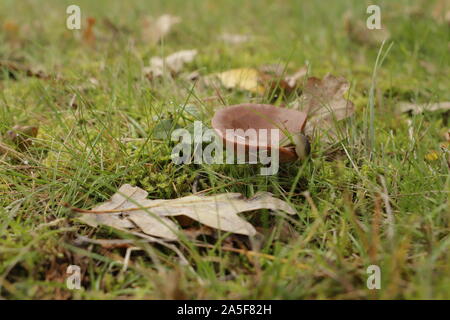 Rufous milkcap oder Lactarius quietus Pilz im Herbst im Wald wachsen. Eine Schnecke. Stockfoto