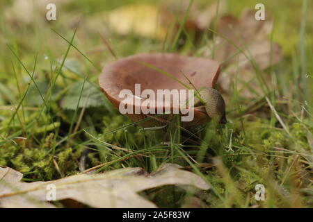 Rufous milkcap oder Lactarius quietus Pilz im Herbst im Wald wachsen. Eine Schnecke. Stockfoto