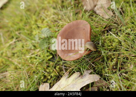 Rufous milkcap oder Lactarius quietus Pilz im Herbst im Wald wachsen. Eine Schnecke. Stockfoto