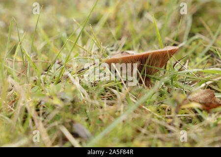 Rufous milkcap oder Lactarius quietus Pilz im Herbst im Wald wachsenden Stockfoto