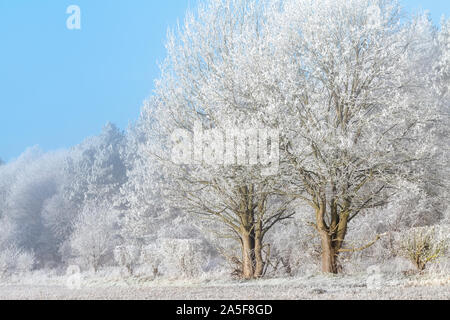 Gefrorene winter bäume landschaft. Eisnebel bedeckt Bäume in einem englischen Schnee Szene Stockfoto