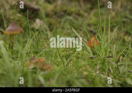 Hygrocybe minicata oder Vermillion waxcap Eine kleine Kröte Hocker im Herbst wächst Stockfoto