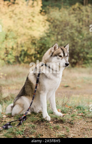 Süße reinrassige Husky Hund mit Kreativen handgefertigte Halsband und Leine sitzen auf den Waldweg im Herbst Tag Stockfoto