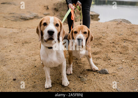 Zwei süße beagle Hunde Halsbänder und Leinen Kühlen mit ihren Besitzer am Sandstrand auf Herbst Tag Stockfoto