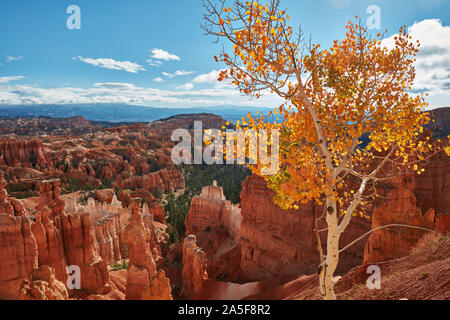Aspen Baum mit Herbstfarben, Sunset Point, Bryce Canyon National Park, Utah Stockfoto