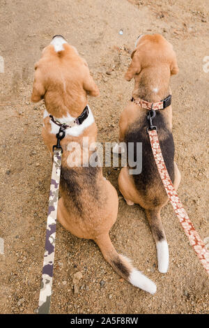 Überblick über zwei niedlichen Welpen reinrassige Beagle sitzen auf Sand, während von handgefertigten Hundeleinen gehalten wird Stockfoto