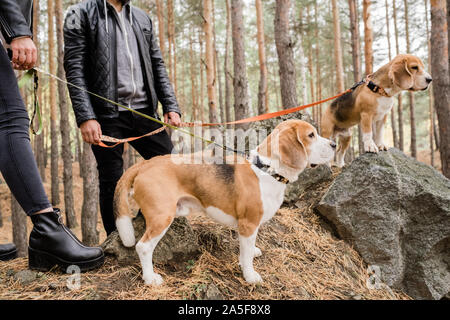 Zwei süße Beagle Welpen mit handgefertigte Halsbänder und Leinen auf Steine in den Wald während Chill mit den Eigentümern Stockfoto