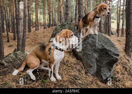 Zwei süße reinrassige Welpen mit Halsbänder und Leinen stehen auf große Steine im Wald beim Chillen im Herbst Tag Stockfoto