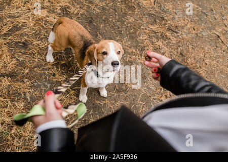 Süße Beagle Welpen mit Leine stehend auf dem Boden und auf der Suche nach leckeren Snack von seiner Besitzerin während Chill statt Stockfoto