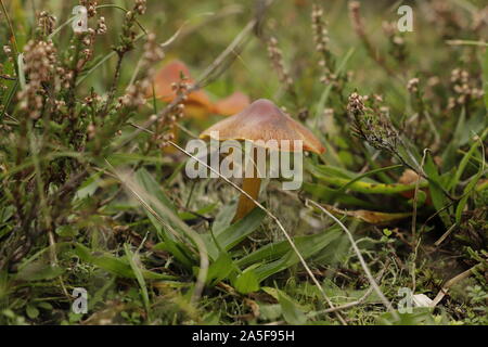 Hygrocybe minicata oder Vermillion waxcap Eine kleine Kröte Hocker im Herbst wächst Stockfoto