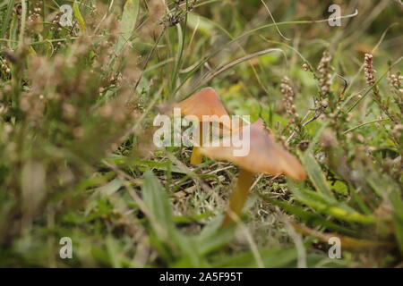 Hygrocybe minicata oder Vermillion waxcap Eine kleine Kröte Hocker im Herbst wächst Stockfoto