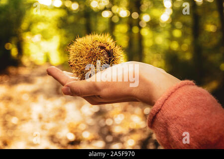 Hand, die eine Kastanie im Herbst Wald unscharfen Hintergrund. Stockfoto
