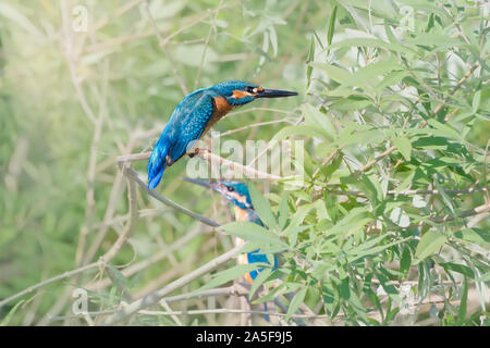 Eisvögel (Alcedo atthis), männlich, auch als der Eurasischen Kingfisher bekannt, sitzen auf einem Zweig im Gebüsch an der Kournas See, Kreta, Griechenland