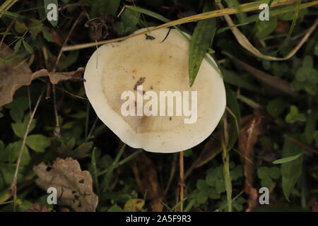 Rufous milkcap Eine braune Kröte Hocker Stockfoto