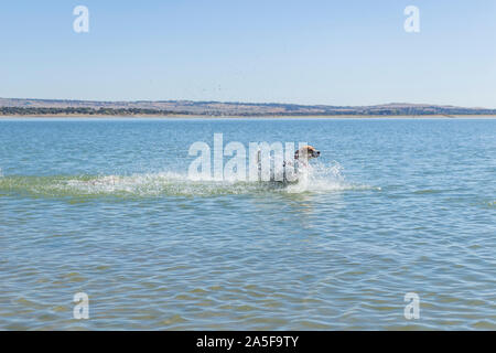 Junger Hund der Tricolor Beagle züchten, der an einem sonnigen Tag, das blaue Wasser und einen großen See umgeben von Natur Stockfoto