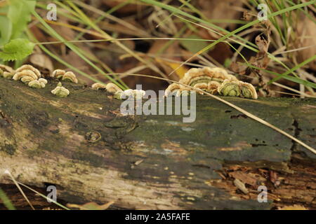 Klumpig Halterung Pilz wächst auf Baumstämmen Stockfoto