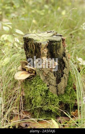 Klumpig Halterung Pilz wächst auf Baumstämmen Stockfoto