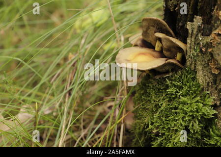 Klumpig Halterung Pilz wächst auf Baumstämmen Stockfoto