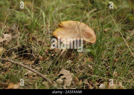 Rufous milkcap Eine braune Kröte Hocker Stockfoto