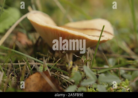 Rufous milkcap oder Lactarius quietus Pilz im Herbst im Wald wachsenden Stockfoto