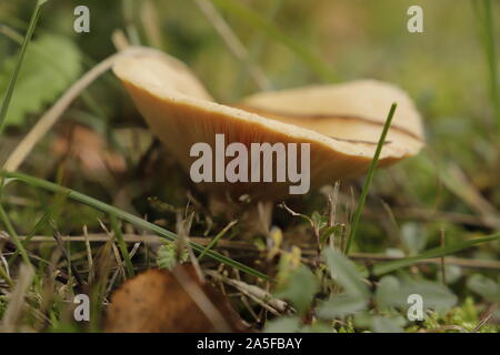 Rufous milkcap oder Lactarius quietus Pilz im Herbst im Wald wachsenden Stockfoto