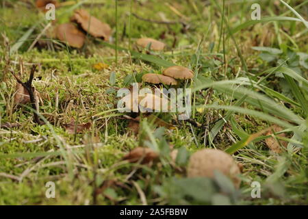 Rufous milkcap Eine braune Kröte Hocker Stockfoto