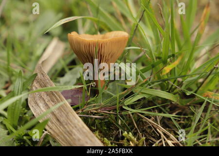 Rufous milkcap oder Lactarius quietus Pilz im Herbst im Wald wachsenden Stockfoto