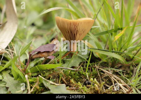 Rufous milkcap oder Lactarius quietus Pilz im Herbst im Wald wachsenden Stockfoto