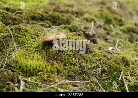 Eine braune Pilz wächst auf Moos im Wald Stockfoto