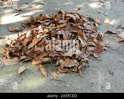 Reinigung im Herbst. Eine Menge Laub in einem großen Haufen gesammelt. Stockfoto