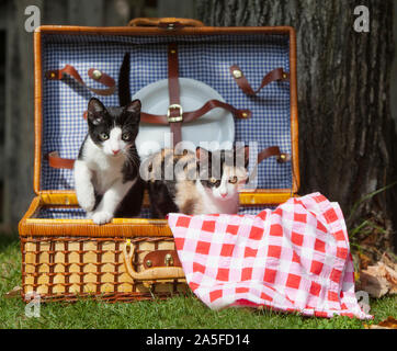Zwei Katzen im Inneren ein Picknick im Garten Stockfoto