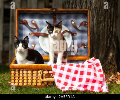 Zwei Katzen im Inneren ein Picknick im Garten Stockfoto