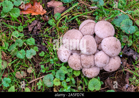 Gemeinsame puffball, Lycoperdon perlatum. Stockfoto