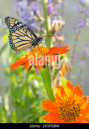 Monarchfalter (danaus Plexippus) Fütterung auf eine Mexikanische Sonnenblume Stockfoto