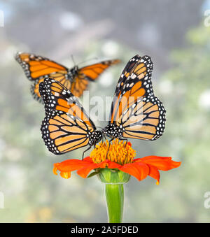 Monarchfalter fliegen mit ein paar Monarchfalter (danaus Plexippus) Fütterung einer Sonnenblume zu füttern Stockfoto