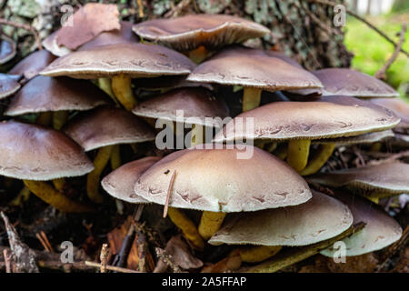 Kleine Pilze wachsen auf dem alten Baum. Die Vegetation in den Wäldern Mitteleuropas. Herbst Saison. Stockfoto