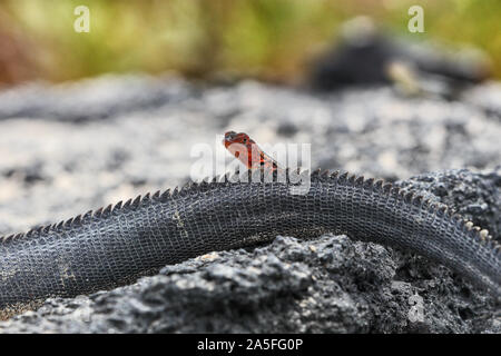 Galapagos lustige Tiere - rote Lava Eidechse kriechen auf Marine iguana Schwanz in der Sonne. Erstaunliche Tierwelt Tiere auf Galapagos, Ecuador. Stockfoto