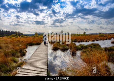 Belgien, Wallonien, das Hohe Venn, Hochmoor, in der Region Eifel und Ardennen, Naturpark Hohes Venn Eifel, im Brackvenn, in der Nähe von Mützenich, Wandern t Stockfoto