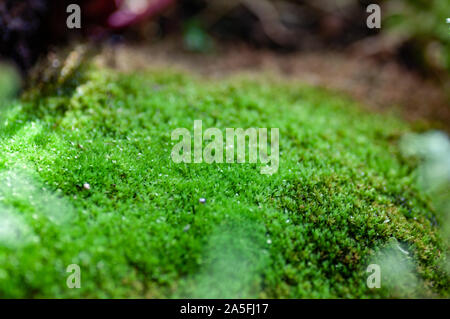 Schönen grünen Moos auf den Boden, Moos, closeup Makro. Schönen Hintergrund von Moss für Tapeten. Stockfoto