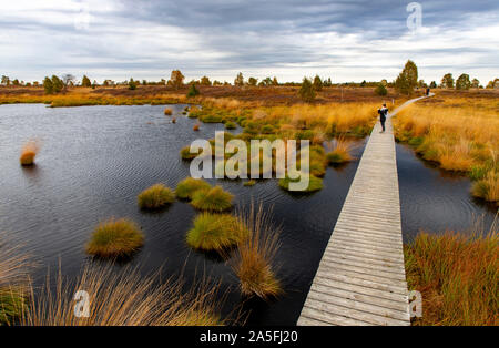 Belgien, Wallonien, das Hohe Venn, Hochmoor, in der Region Eifel und Ardennen, Naturpark Hohes Venn Eifel, im Brackvenn, in der Nähe von Mützenich, Wandern t Stockfoto