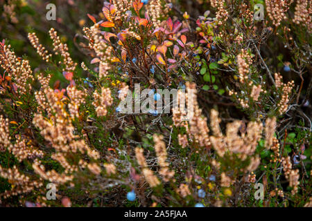 Belgien, Wallonien, das Hohe Venn, Hochmoor, in der Region Eifel und Ardennen, Naturpark Hohes Venn-Eifel, im Brackvenn, bei Mützenich, Stockfoto