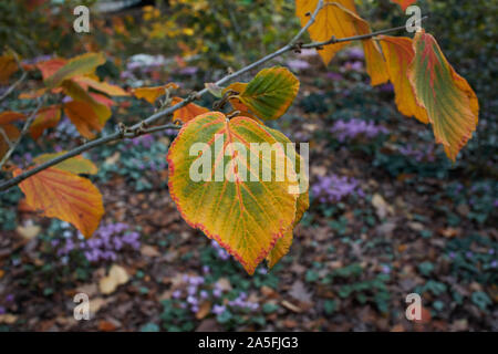 Lebendige, bunte Blätter im Herbst in den Wäldern. Stockfoto